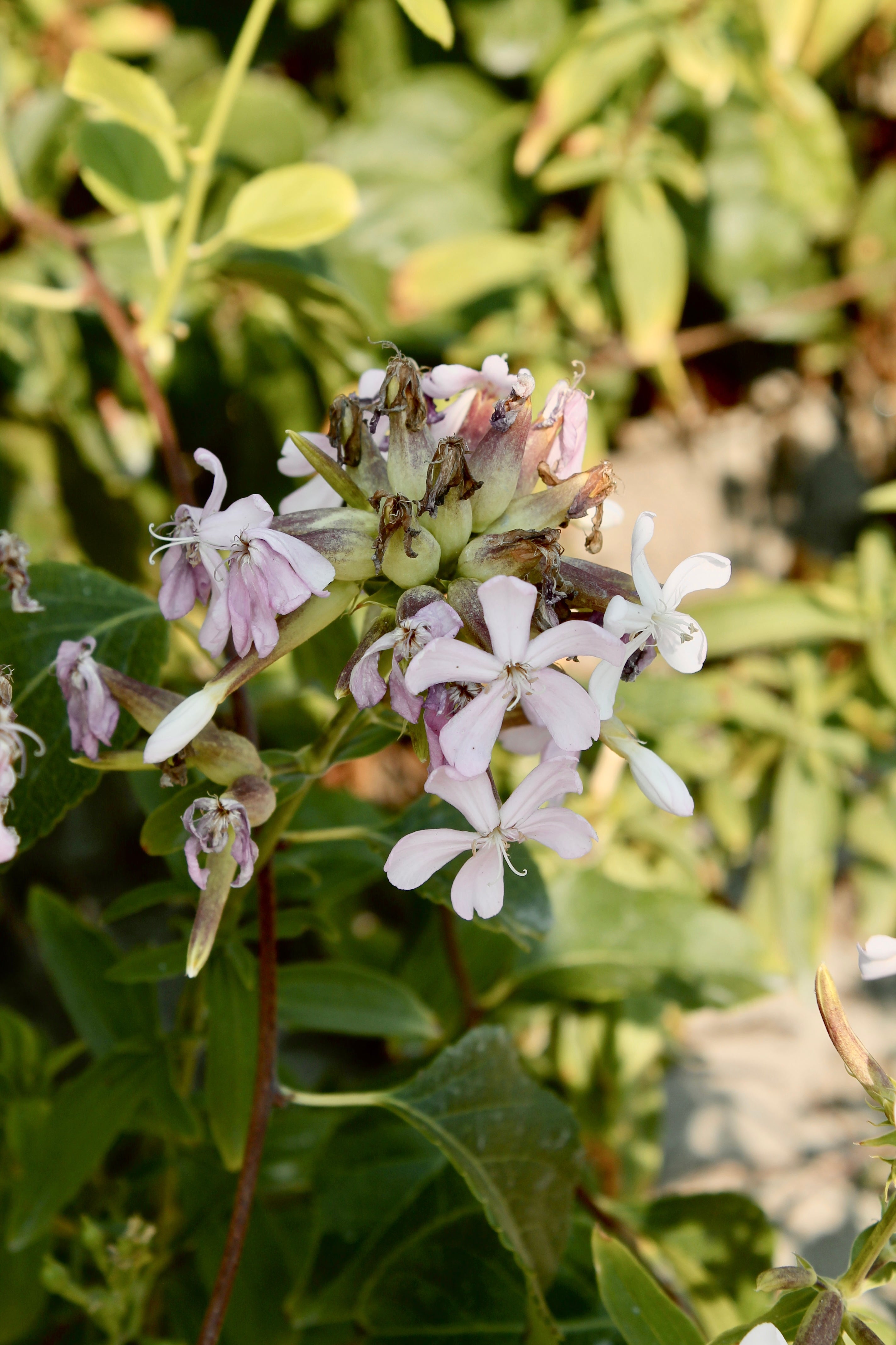 How I stopped overworking: Learning to let myself rest.