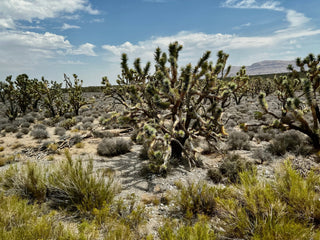 You're limitless: Reach your full potential by removing the fears.