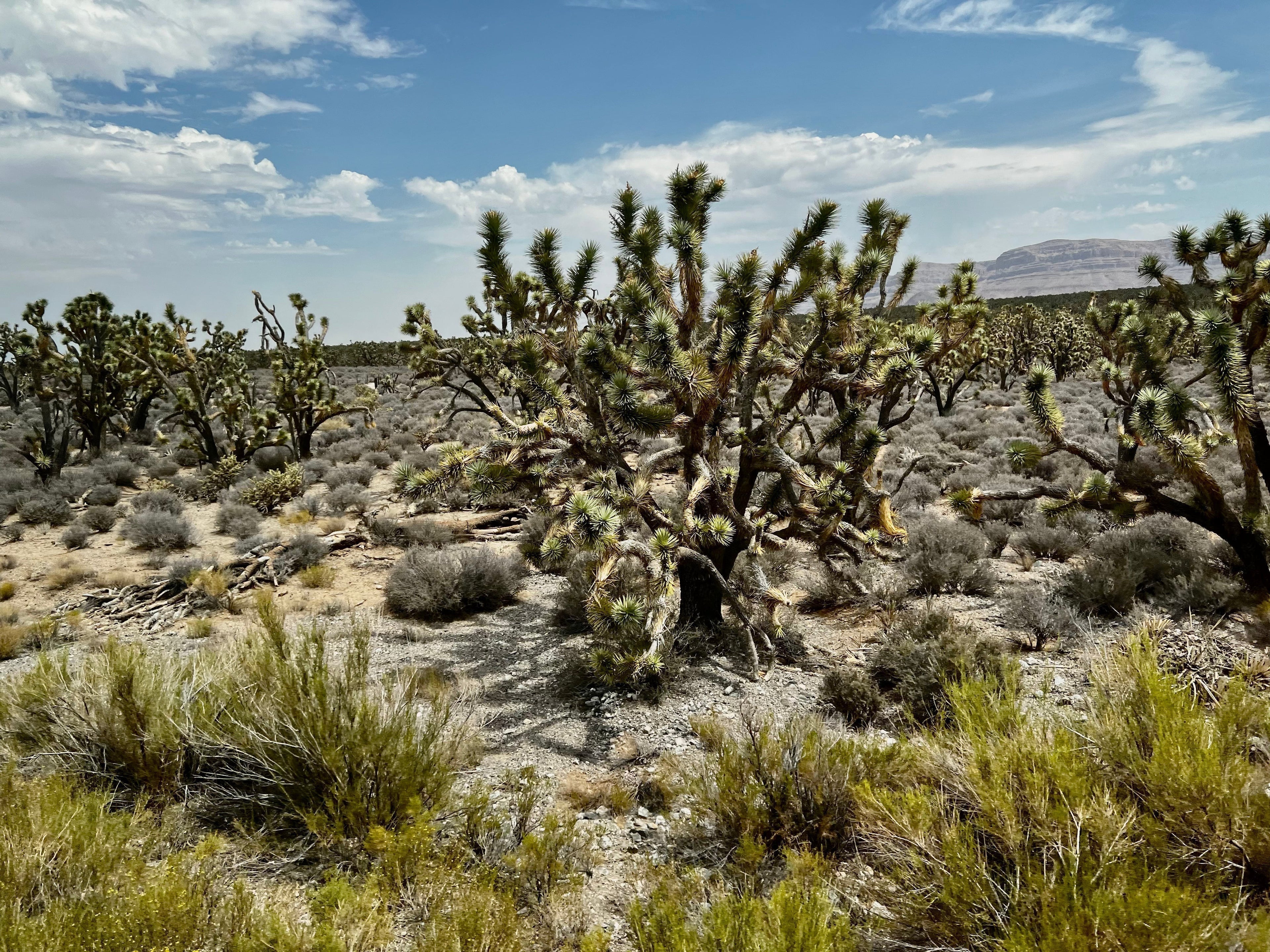 You're limitless: Reach your full potential by removing the fears.